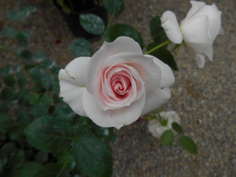 Роза Aspirin Rose Tantau
