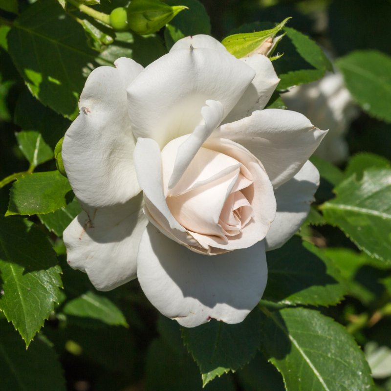 Aspirin Rose 2000 роза