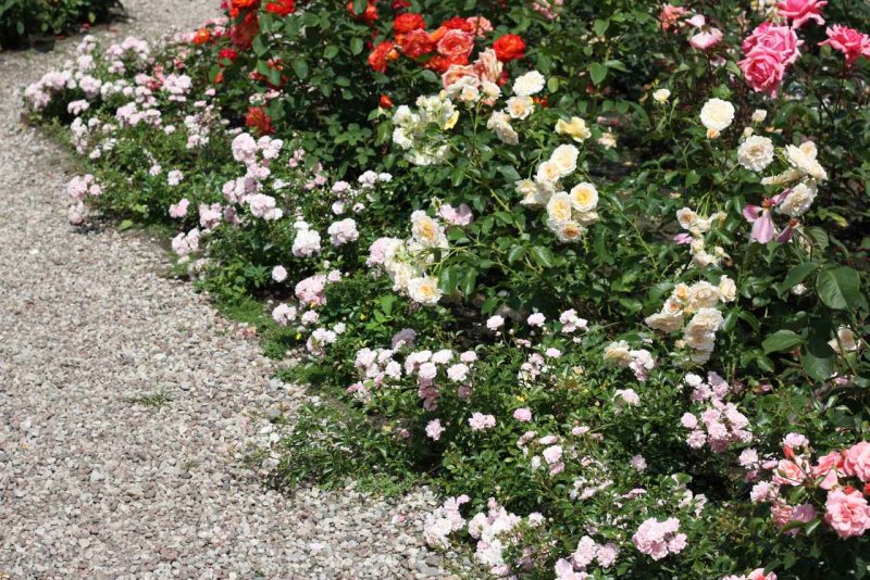 Роза флорибунда Aspirin Rose (аспирин Роуз)