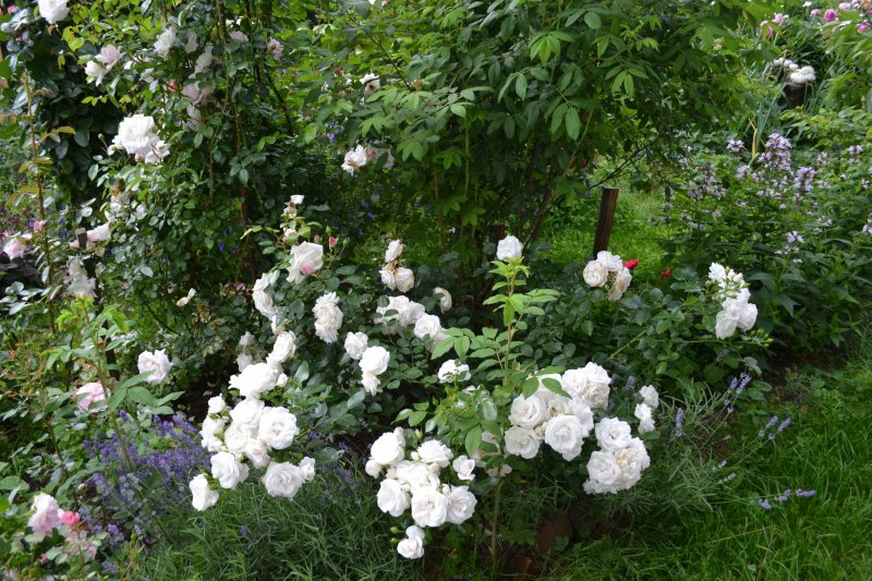 Aspirin Rose роза штамбовая