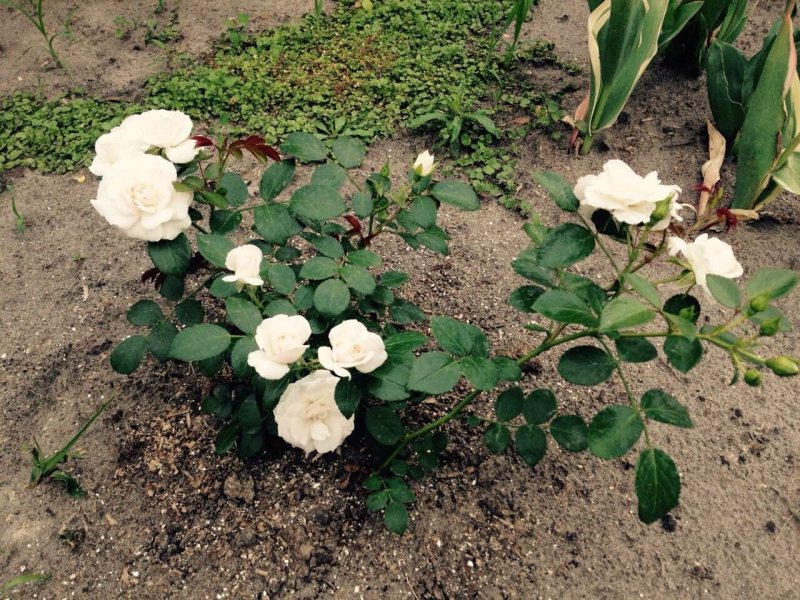 Aspirin Rose (Tantau)