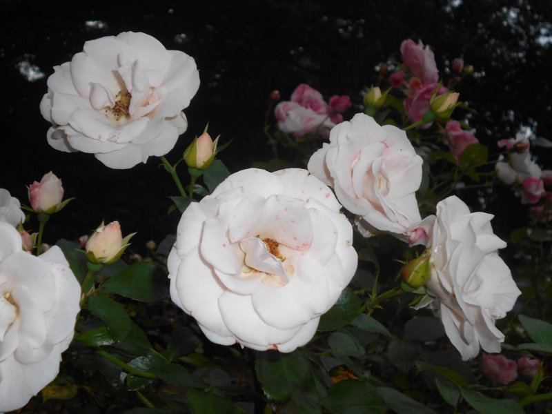 Флорибунда Aspirin Rose
