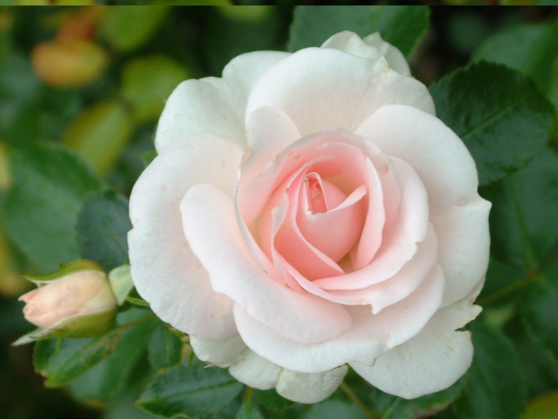 Aspirin Rose 2000 роза