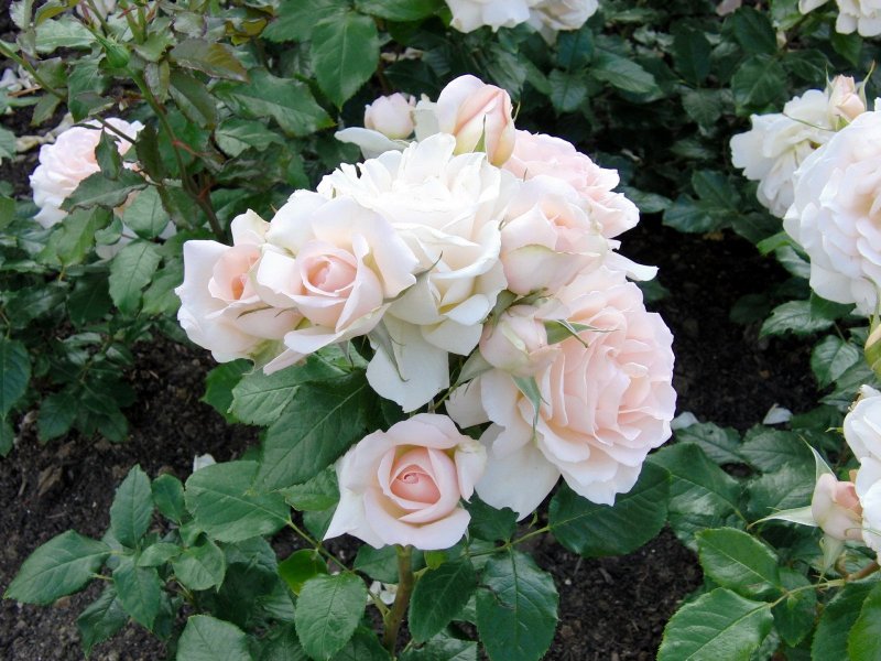 Aspirin-Rose роза Тантау