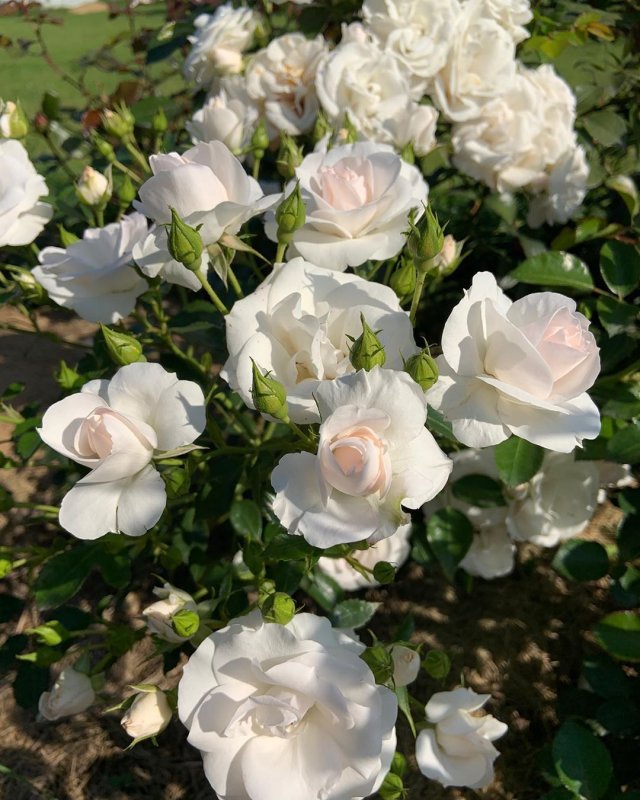 Aspirin Rose 2000 роза
