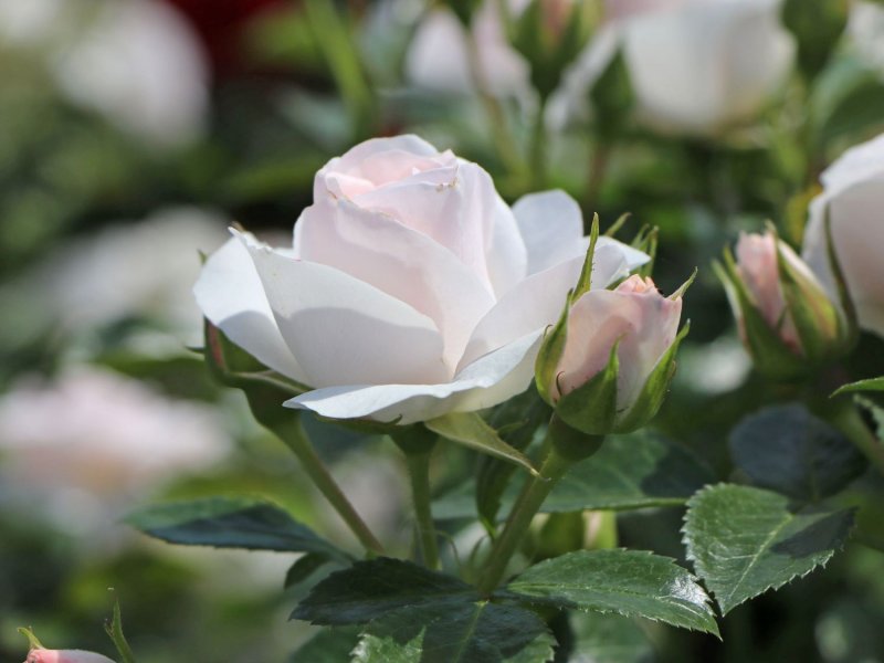 Aspirin Rose 2000 роза
