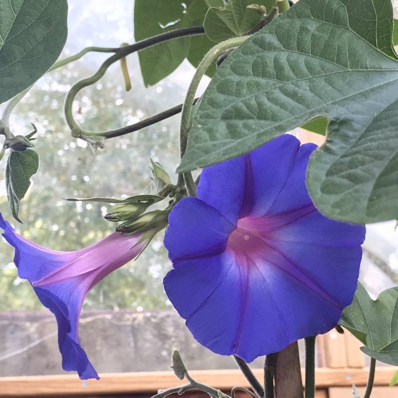 Ipomoea heterophylla
