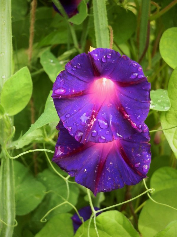 Ипомея Papas sunpuma Purple