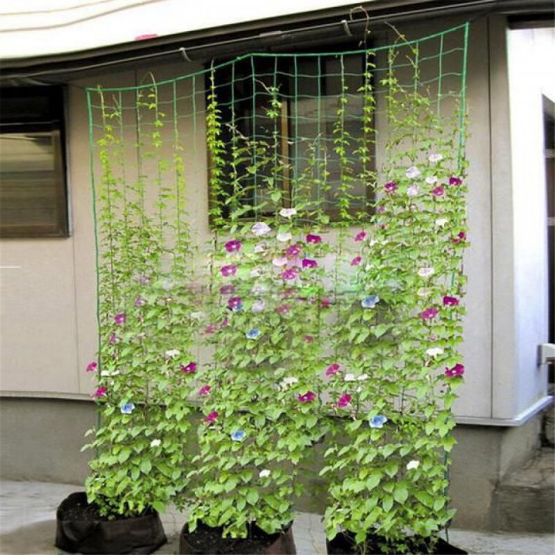 The World of Plants