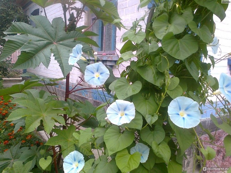 Ipomoea violacea законы