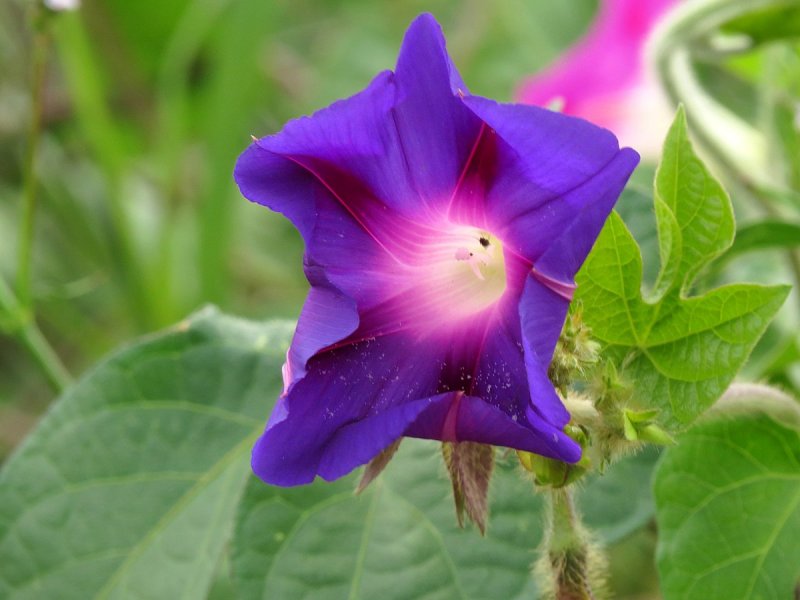Ipomoea purpurea