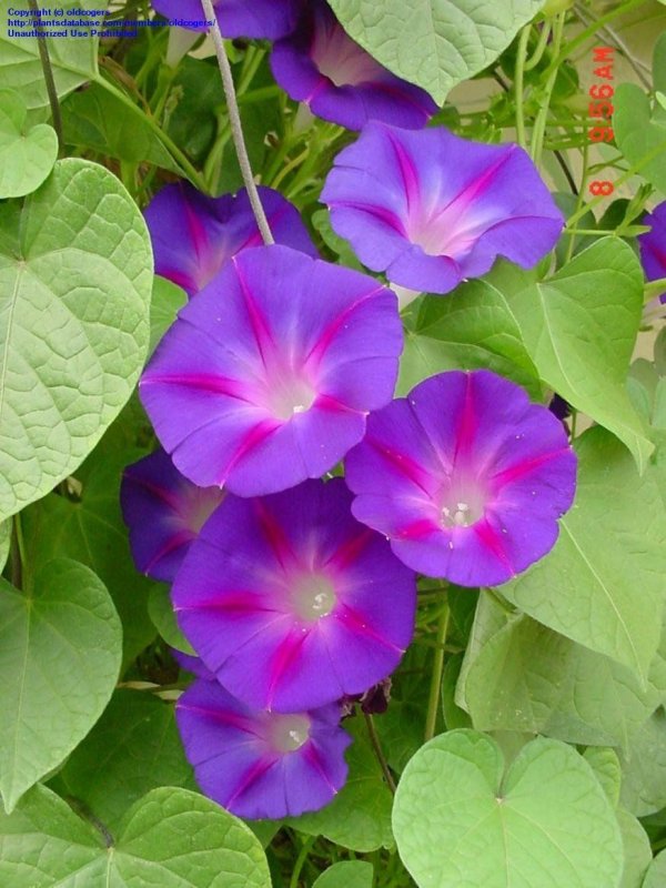 Ипомея батат Marguerite