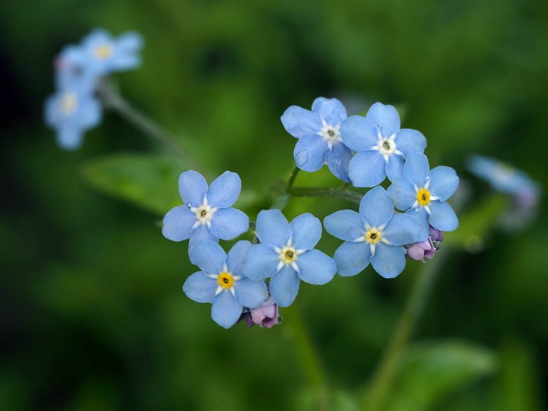 Незабудка Лесная Myosotis sylvatica