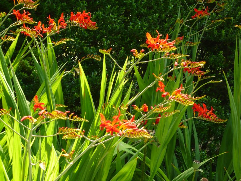 Крокосмия (Crocosmia)
