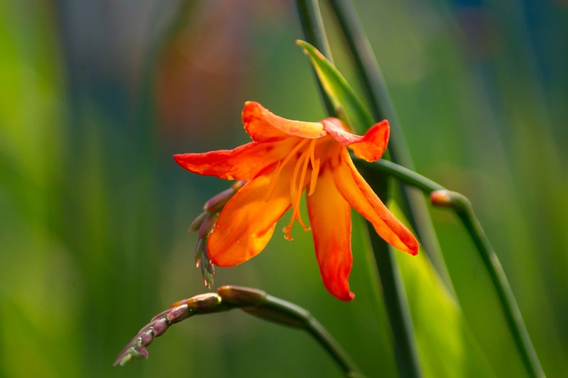 Крокосмия (Crocosmia)