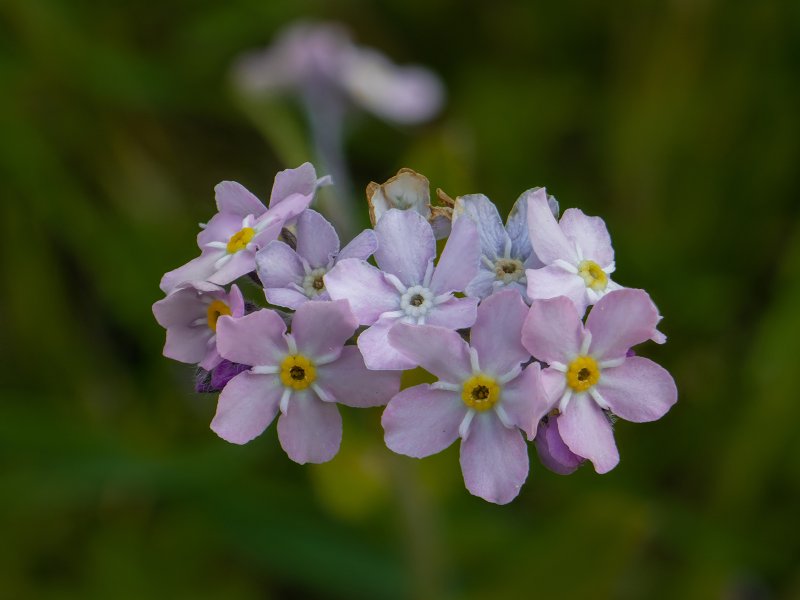 Незабудка Лесная Myosotis sylvatica