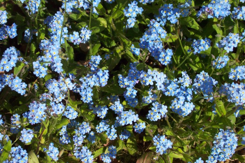 Незабудка Лесная Myosotis sylvatica