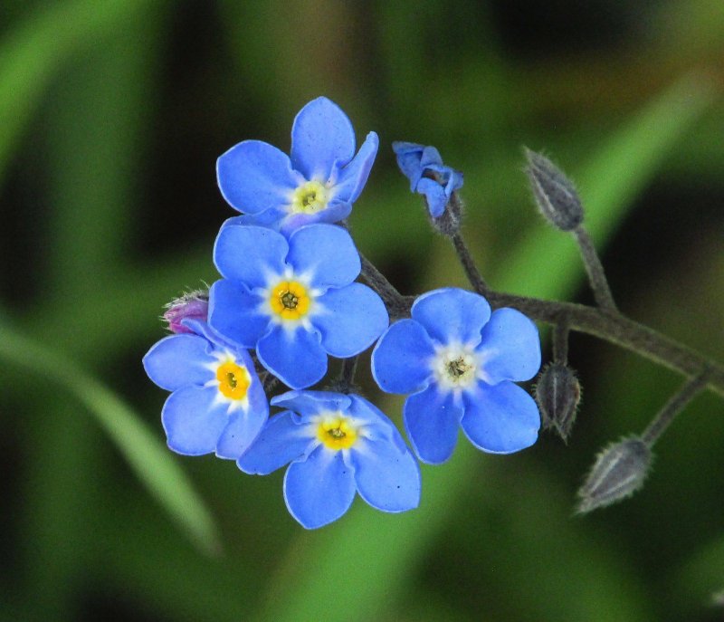 Незабудка Лесная Myosotis sylvatica