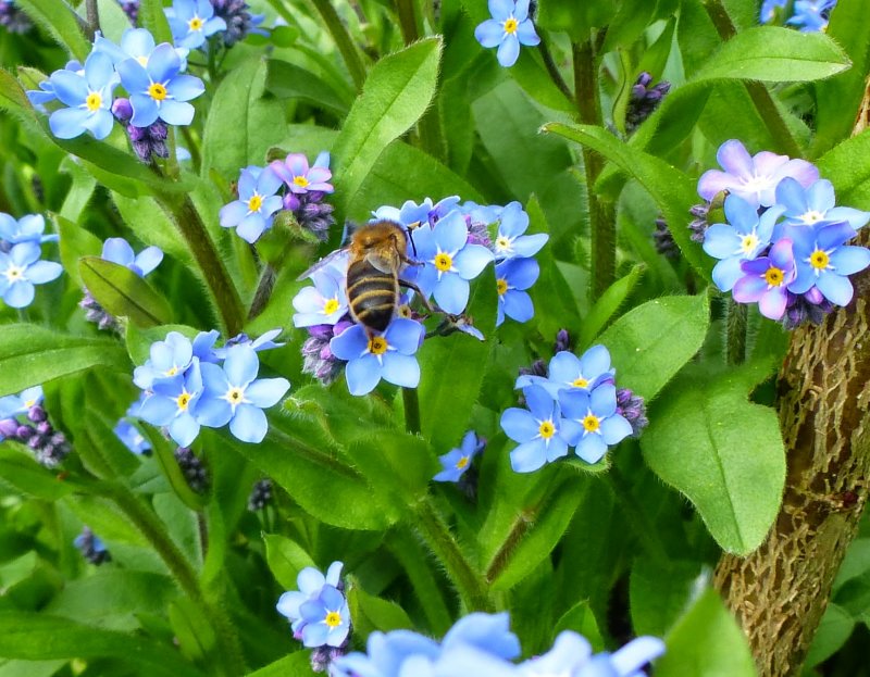 Незабудка Лесная Myosotis sylvatica