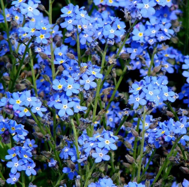 Незабудка белая (Myosotis palustris Alba)