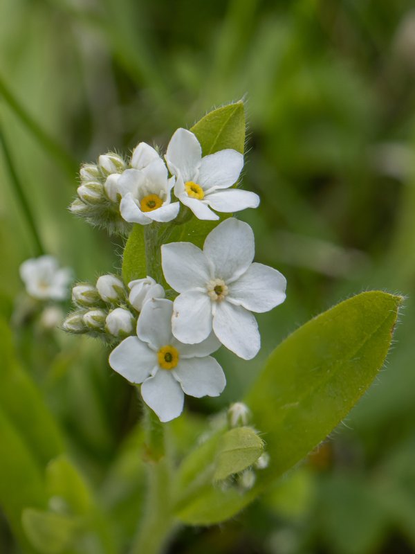 Незабудка Лесная Myosotis sylvatica