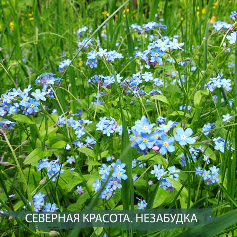 Лесные цветы незабудки