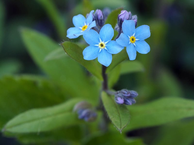 Незабудка Чекановского Myosotis czekanowskii