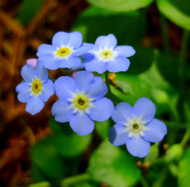 Незабудка Лесная Myosotis sylvatica