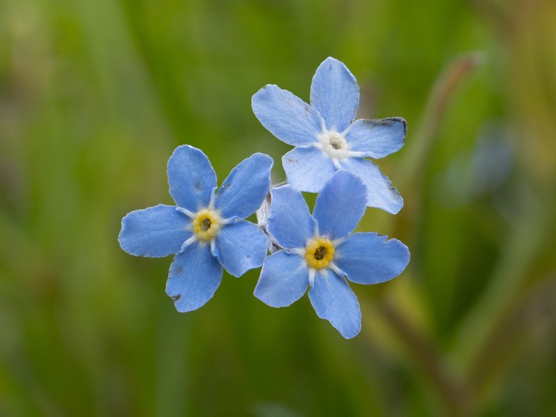 Незабудка alpestris