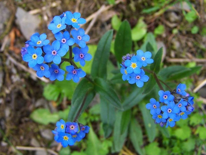 Незабудка Лесная Myosotis sylvatica