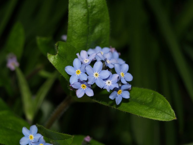 Незабудка Лесная Myosotis sylvatica