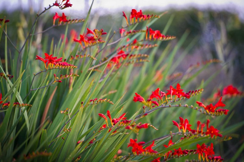 Крокосмия (Crocosmia)