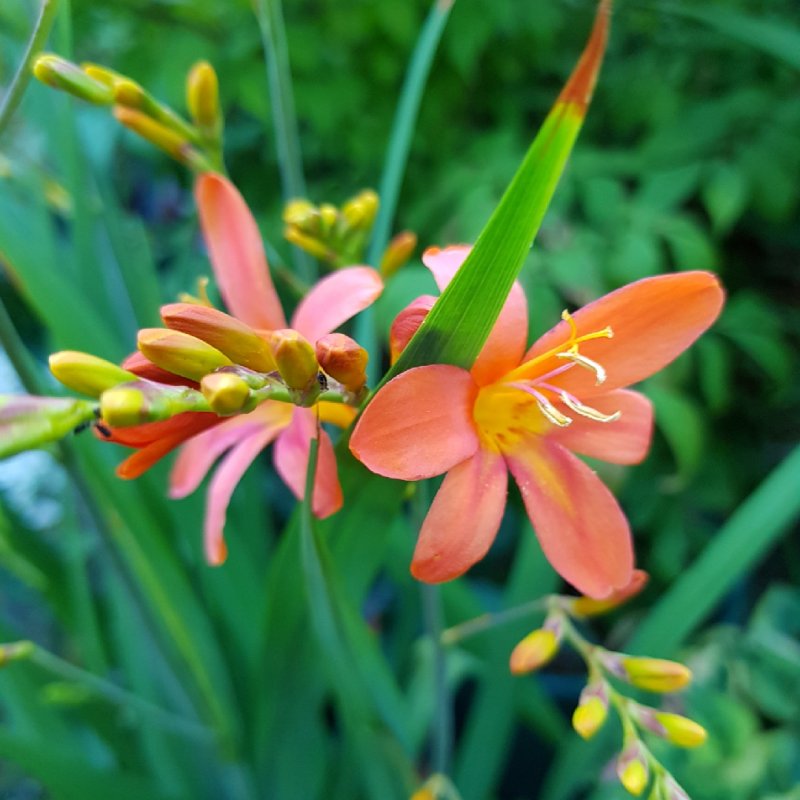 Крокосмия (Crocosmia Columbus) 8-10