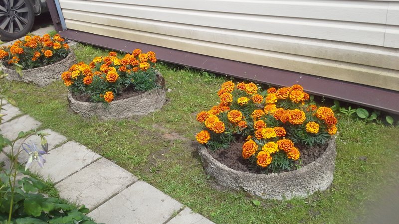 Календула Дачница