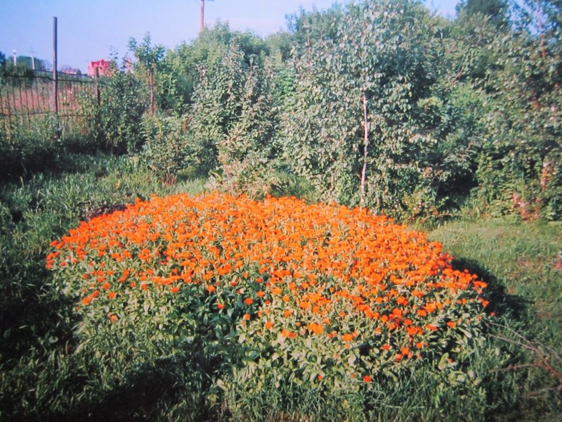 Календула Меригольд