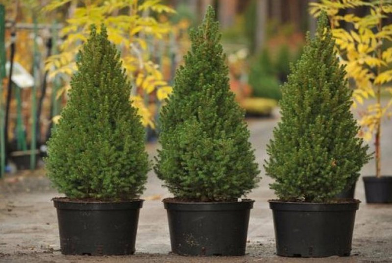 Ель канадская Коника Picea glauca conica