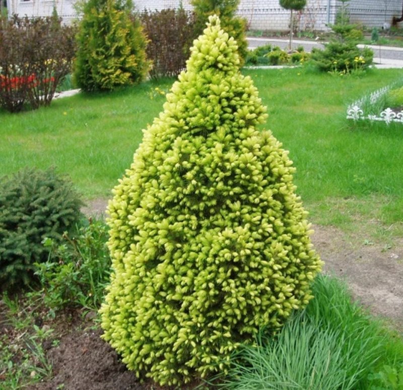 Ель канадская Picea glauca Rainbow's end