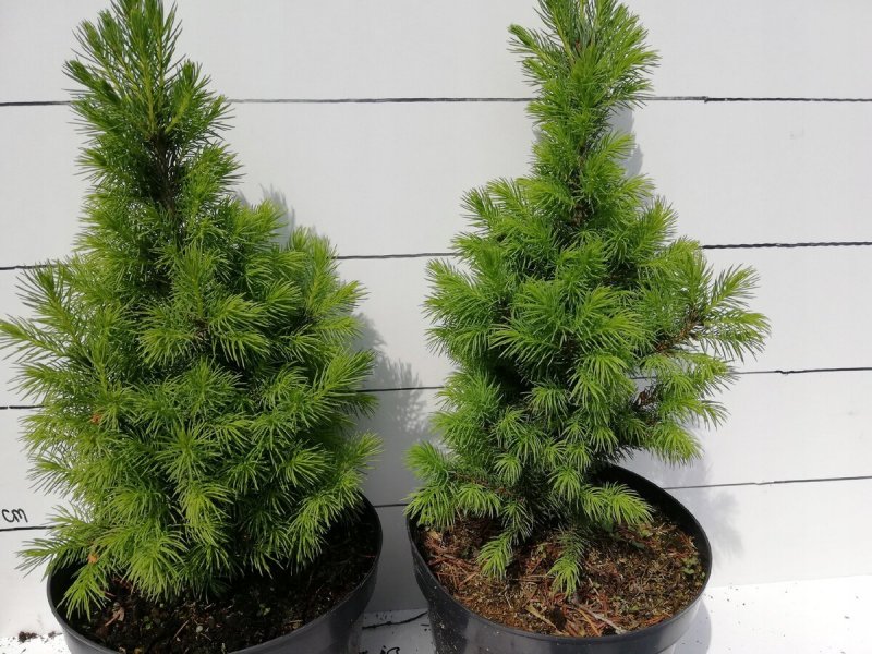 Picea glauca conica Speedy ель