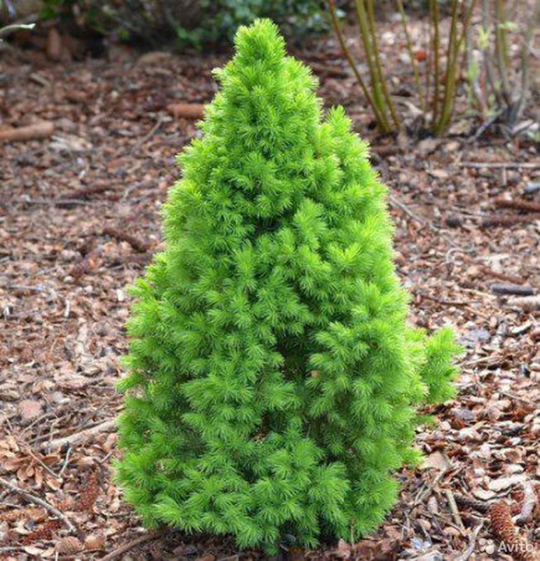 Ель канадская – Picea canadensis glauca conica