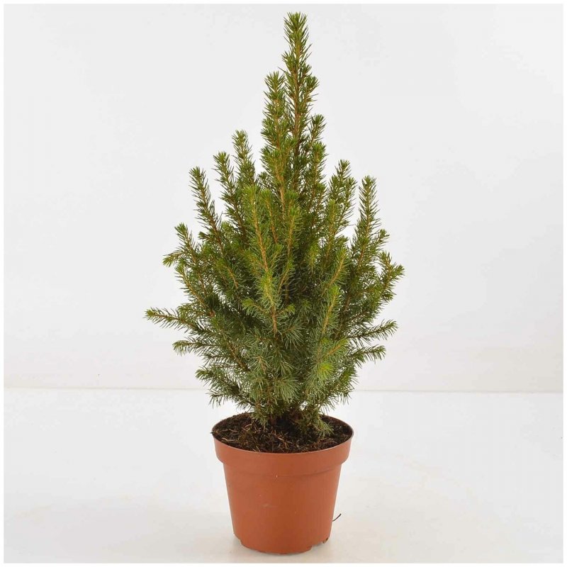 Ель glauca conica