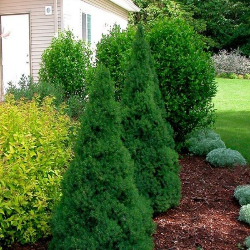 Picea glauca conica Blue