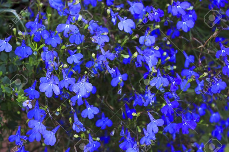 Lobelia erinus pendula Sapphire Deep Blue Eye
