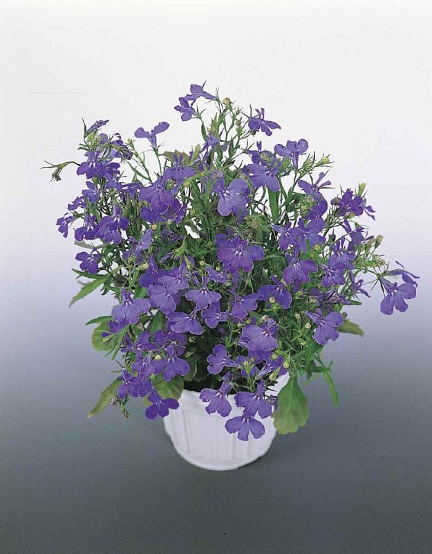 Лобелия pumila