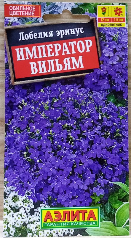Картинка лобелия hot Bavaria