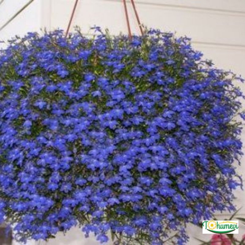 Лобелия Star Purple
