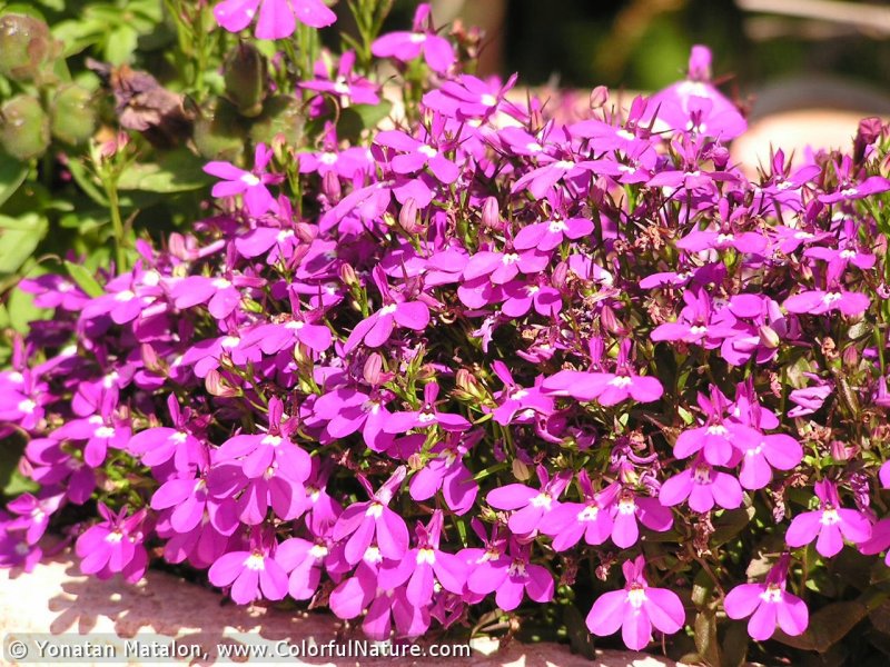 Лобелия Lobelia Laguna Violet