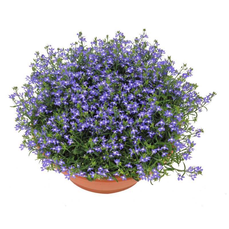 Lobelia erinus Riviera