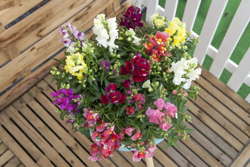 Львиный зев (Antirrhinum majus f1) Floral Showers bicolor Mix