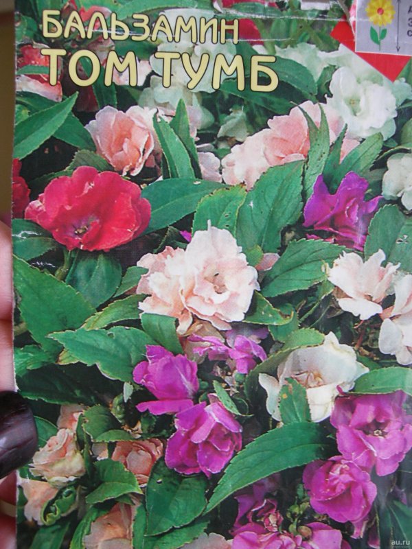 Бальзамин садовый