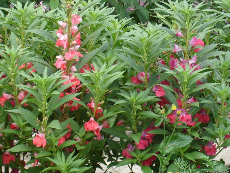 Бальзамин Impatiens